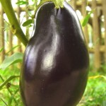 Eggplant recipe